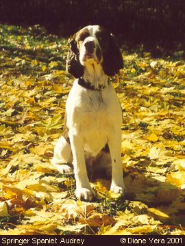 Springer Spaniel: Audrey