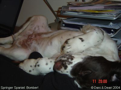 Springer Spaniels: Bomber!