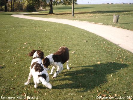 Springer Spaniels: Wishful Thinking with Bracken