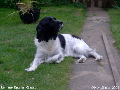 Springer Spaniels: Chester