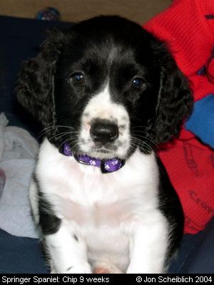 Springer Spaniels: Chip 9 weeks
