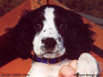 Springer Spaniels: Chloe