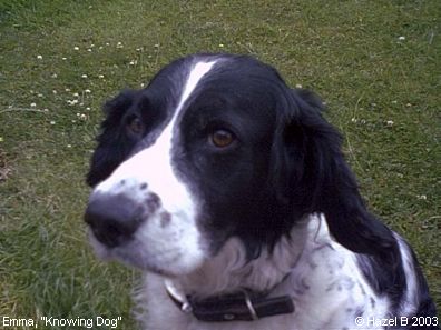 Springer Spaniels: Emma, 'Knowing Dog'