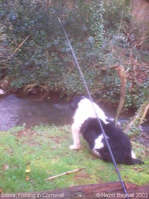 Springer Spaniels: Emma, Fishing in Cornwall