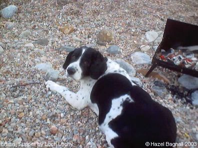 Springer Spaniels: Emma, Supper by Loch Lochy