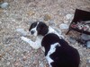 Springers on Holiday