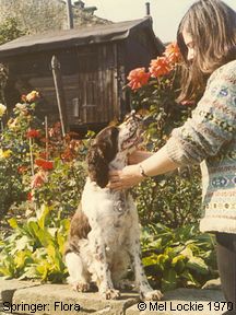 Springer Spaniel: Flora