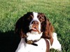 Henry