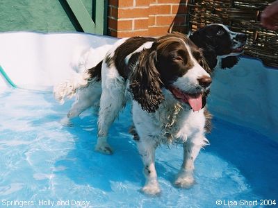 Springer Spaniels: Holly and Daisy