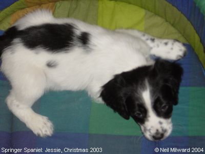 Springer Spaniels: Jessie, Christmas 2003