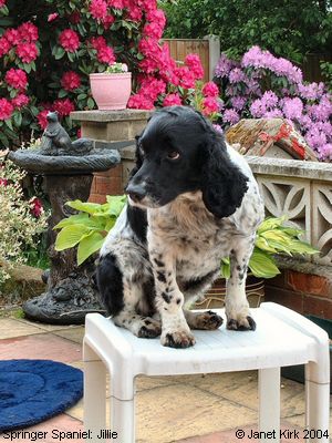 Springer Spaniel: Jillie