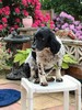 Springers in Summer