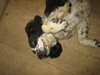 Joker (&lsquo;Bruton Badger&rsquo;)