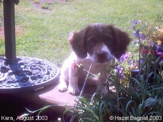 Springer Spaniels: Kara, August 2003