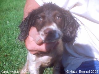 Springer Spaniels: Kara, August 2003'