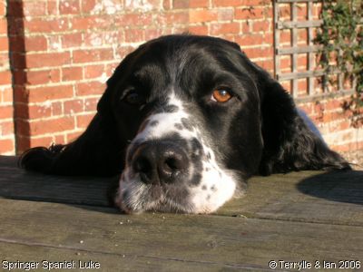 Springer Spaniel: Luke
