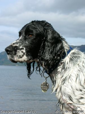 Springer Spaniels: Luke (2)