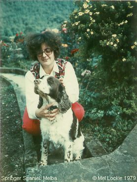 Springer Spaniel: Melba