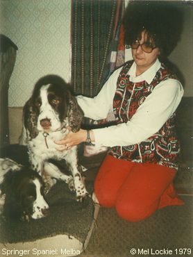 Springer Spaniel: Melba