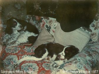 Springer Spaniels: Mish & Flora