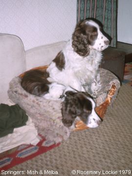 Springer Spaniels: Mish & Melba