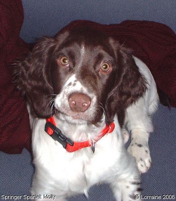 Springer Spaniel: Molly