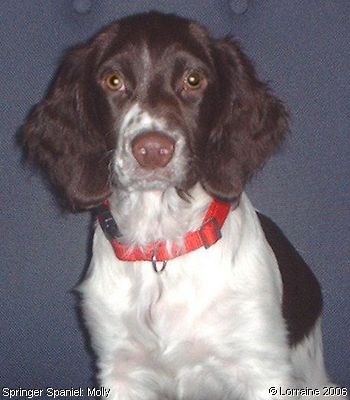 Springer Spaniels: Molly (2)
