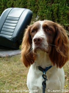 Springer Spaniels: Oscar, Looking Handsome