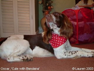 Springer Spaniels: Oscar, 'Cute with Bandana'