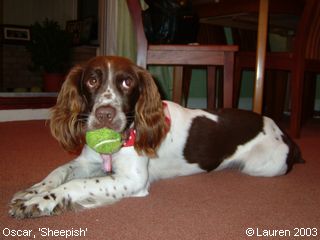 Springer Spaniels: Oscar, 'Sheepish'