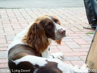 Springer Spaniels: Oscar, 'Lying Down'