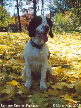 Springer Spaniel: Patience