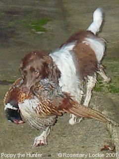 Springer Spaniels: Poppy the Hunter