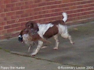Springer Spaniels: Poppy the Hunter