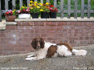 Springer Spaniels: Poppy