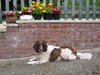 Springers in Summer