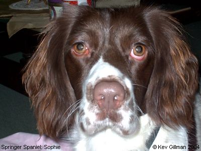 Springer Spaniel: Sophie