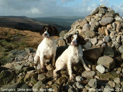 Springer Spaniels: Stella and Kim