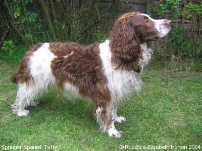 Springer Spaniel: Taffy