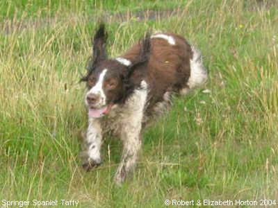 Springer Spaniels: Taffy