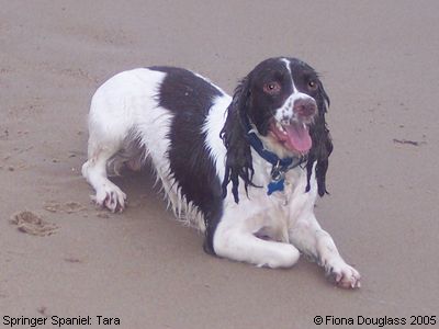 Springer Spaniel: Tara