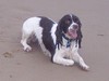 Springer Tail-Wagger's Club